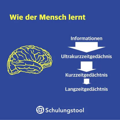 Infografik „Wie der Mensch lernt“: Gehirn und Pfeildiagramm vom Ultrakurzzeit- über Kurzzeit- zum Langzeitgedächtnis