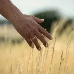 Hand streift durch trockene Gräser auf einem Feld
